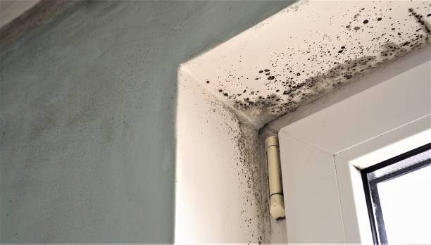 Best Mold-Related Health Consultation  in Redmond, OR